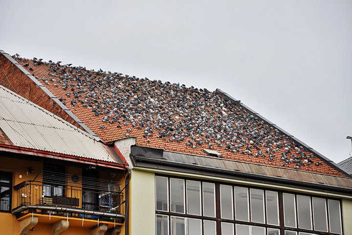 A2B Pest Control are able to install spikes to deter birds from roofs in St Pancras. 