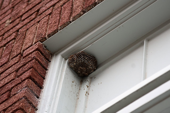 We provide a wasp nest removal service for domestic and commercial properties in St Pancras.